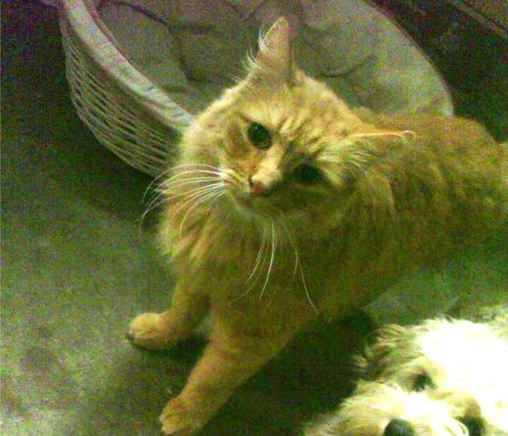 CBA联盟推动基层篮球教练职业化,篮球基层教练应该具备哪些能力