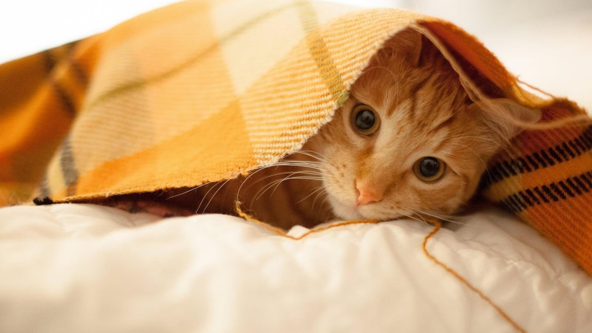 划水平均周期对比:中国控节奏,美控配速