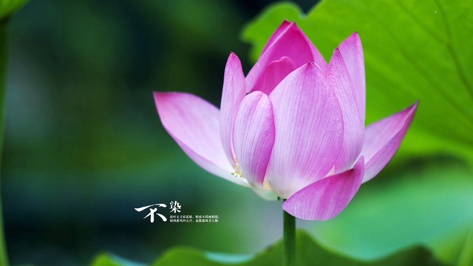 加拿大队的精彩表现:国际乒联混合团体世界杯赛场观察,加拿大乒乓球队2021