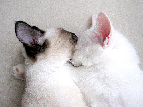 奥预赛中国青年队出战 球迷现场支持不断，中国青少年奥林匹克竞赛官网