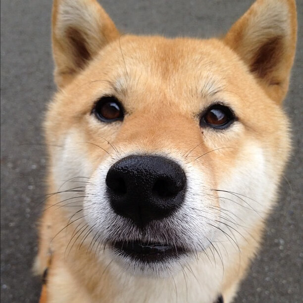 拜仁“包围圈”式压迫断掉节奏