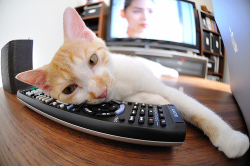 辽宁飞豹战术创新成为球队成功关键,辽宁飞豹吧 百度贴吧